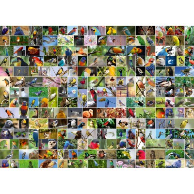 Bluebird-Puzzle-70552-P Collage - World's most Beautiful Birds