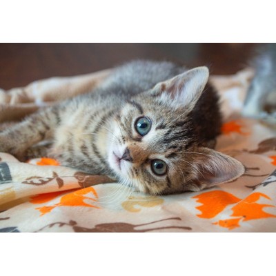 Bluebird-Puzzle-F-90083 Kitten