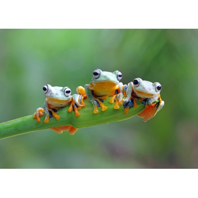 Bluebird-Puzzle-F-90128 Friendly Frogs