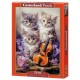 Chatons Musicaux