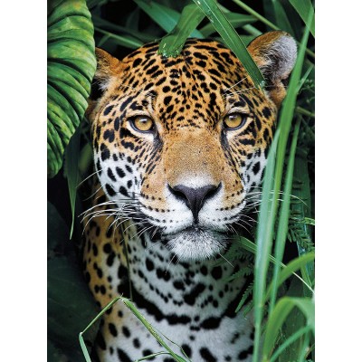 Clementoni-35127 Jaguar dans la Jungle