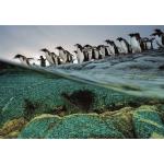 Clementoni-39730 National Geographic - Pingouins