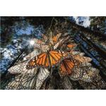 Clementoni-39732 National Geographic - Papillons