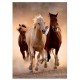 Chevaux au Galop I