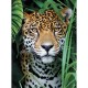 Jaguar dans la Jungle