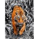 Platinium Collection - Tigre