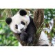 WWF - Panda