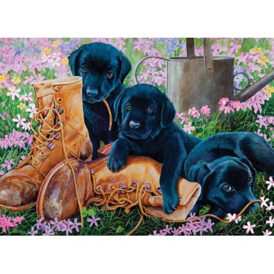 Cobble-Hill-58851 Les chiots Labrador Noirs