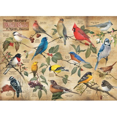 Cobble-Hill-80024 Popular Backyard Wild Birds of N.A.