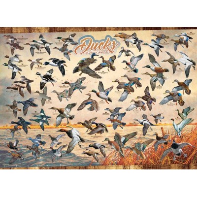 Cobble-Hill-80263 Ducks of North America
