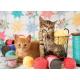 Boules de Poils