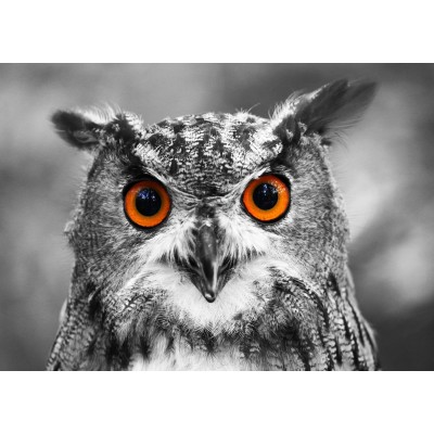 Enjoy-Puzzle-1626 Hibou Curieux