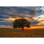 Enjoy-Puzzle-2065 Éclipse de Feuilles