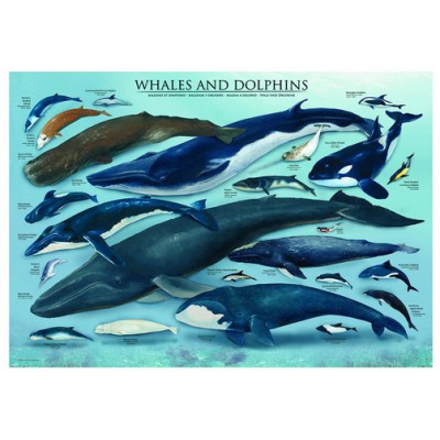 Eurographics-6000-0082 Dauphins et Baleines