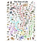 Eurographics-6000-0282 L'évolution - l'arbre de vie