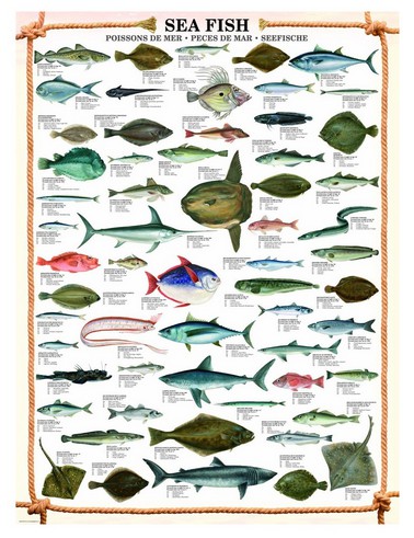 Eurographics-6000-0313 Les poissons