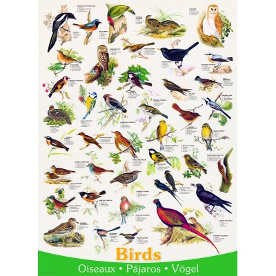 Eurographics-6000-1259 Affiche sur les Oiseaux