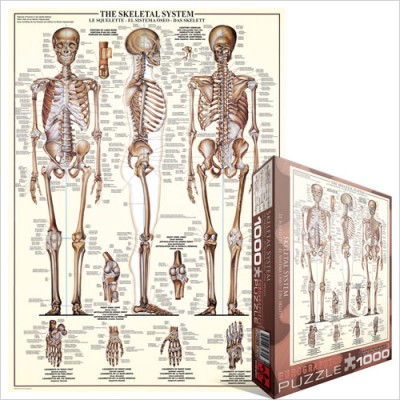 Eurographics-6000-3970 Le Système Squelettique