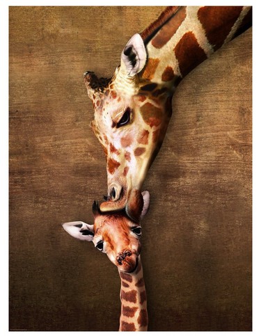 Eurographics-8500-0301 Le baiser de maman Girafe