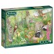 Woodland Wildlife