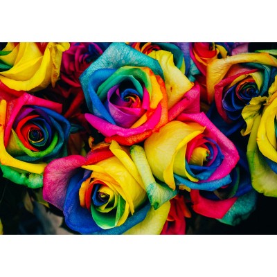 Grafika-F-31044 Roses Multicolores