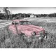 Oldtimer - Rose