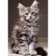 Le Chaton