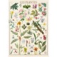 Muséum National d'Histoire Naturelle - Les Plantes