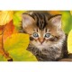 Chaton en automne