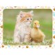 Chaton Roux et Bébé Canard