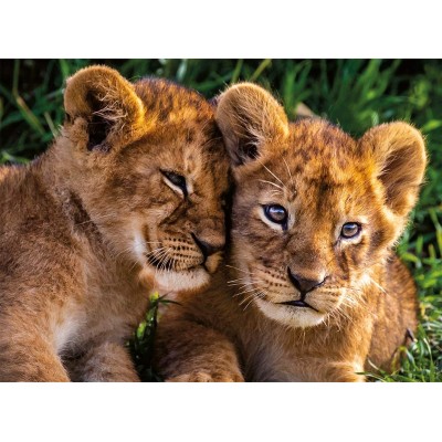 Nathan-86881 Adorable Lion Babies