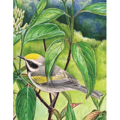 New-York-Puzzle-CB1860 Golden-winged Warbler Mini