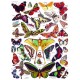 Butterflies - Papillons