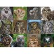 Owls and Owlets