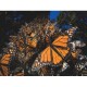 Pièces XXL - Monarch Butterflies