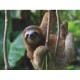 Pièces XXL - Three Toed Sloth