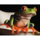 Red-Eyed Tree Frog Mini