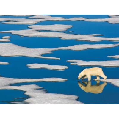New-York-Puzzle-NG1990 Pièces XXL - Polar Bear on Ice