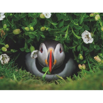 New-York-Puzzle-NG1991 Puffin Chick