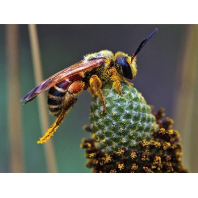 New-York-Puzzle-NG2164 Pièces XXL - Busy Bee