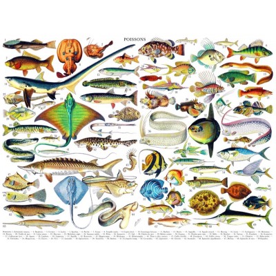New-York-Puzzle-PD636 Fish - Poissons