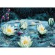 Fleurs de Lotus dans une Nuit étoilée