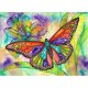 Papillon Coloré