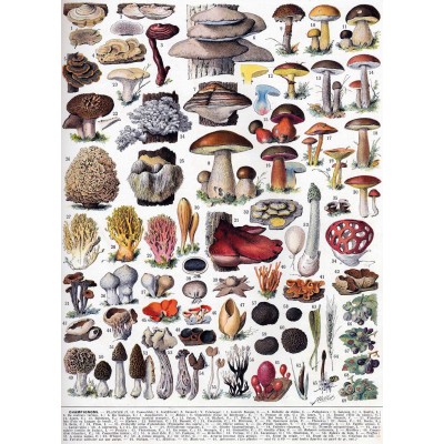 Puzzle-Michele-Wilson-A1092-250 Puzzle en Bois Découpé à la Main - Les Champignons