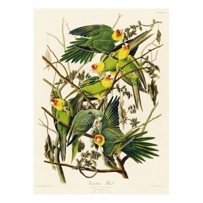 Puzzle-Michele-Wilson-A520-650 Audubon - Les Perruches