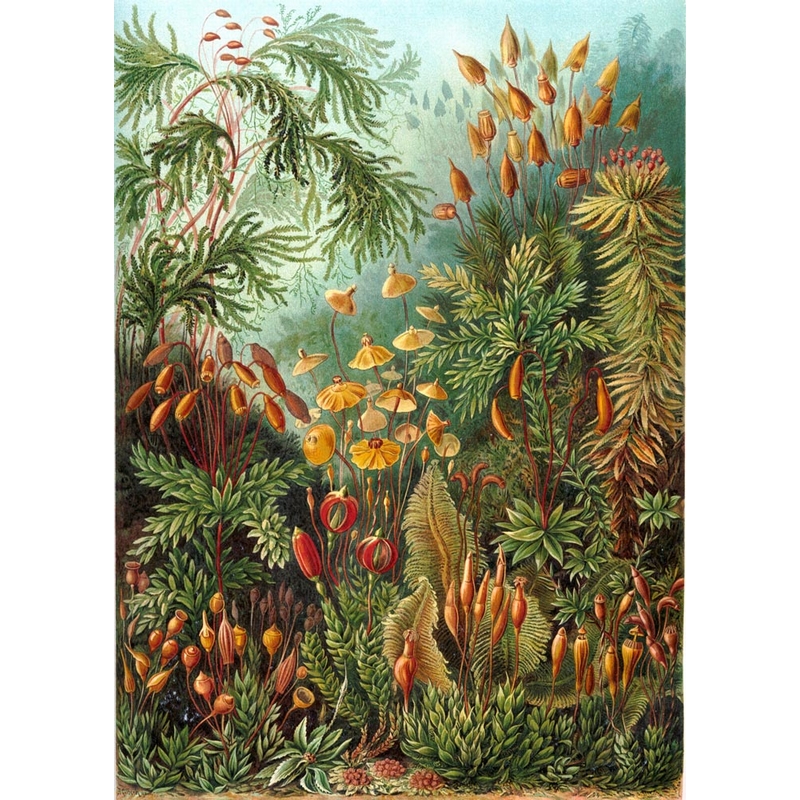 Puzzle en Bois - Ernst Haeckel - Planche Botanique Puzzle-Michele-Wilson-A736-350  350 pièces Puzzles - Art