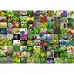 Ravensburger-00073 99 Herbes et Epices