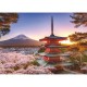 Cerisiers en Fleurs - Japon