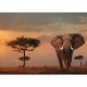 Nature Edition No 13 - Eléphant dans le Parc National du Masaï Mara