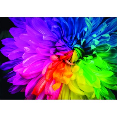 Roovi-79381 Rainbow Flower